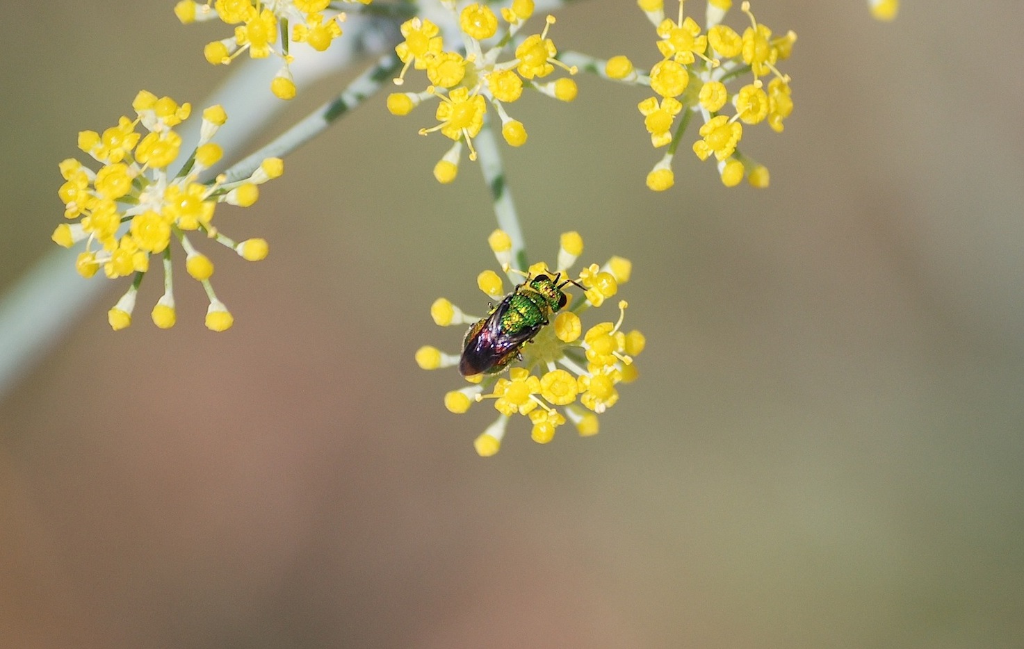 Id 1: Holopyga sardoa (Chrysididae)